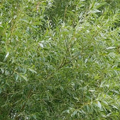 Ива ВИТЕЛЛИНА белая   Ива ВИТЕЛЛИНА белая  в Белгороде