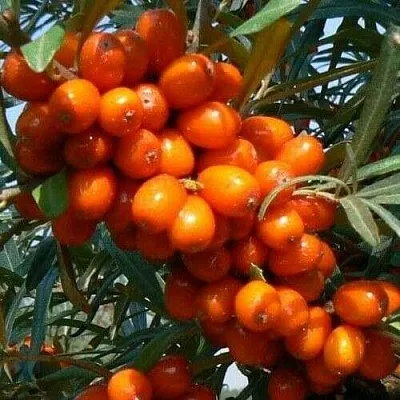 Облепиха ПЛАМЕННАЯ в Белгороде