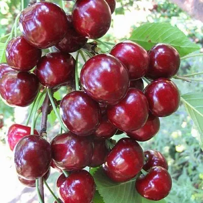 Черешня ОДРИНКА  Черешня ОДРИНКА в Белгороде