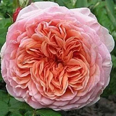 Саженцы роз АБРАХАМ ДЕРБИ английская  Саженцы роз АБРАХАМ ДЕРБИ английская в Белгороде