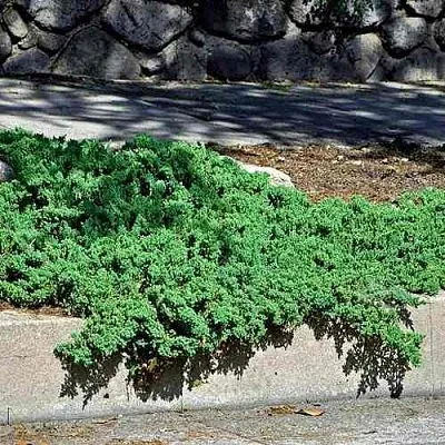 Можжевельник НАНА лежачий в Белгороде