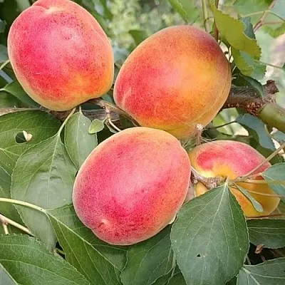 Абрикос ОСОБЕННЫЙ ДЕНИСЮКА  Абрикос ОСОБЕННЫЙ ДЕНИСЮКА в Белгороде