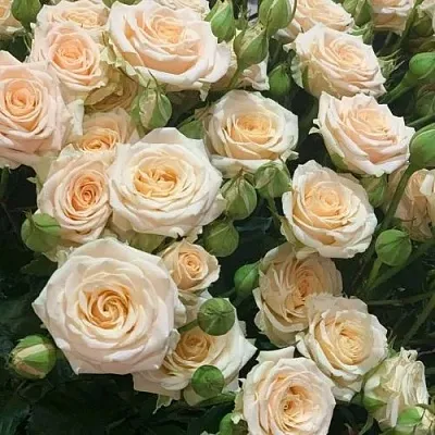 Саженцы роз ТАНЯ спрей в Белгороде