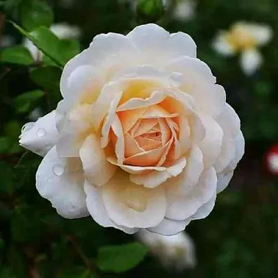 Саженцы роз КРОКУС РОУЗ английская  Саженцы роз КРОКУС РОУЗ английская в Белгороде