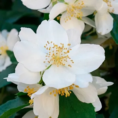 Жасмин ЮСТИНКА  Жасмин ЮСТИНКА в Белгороде