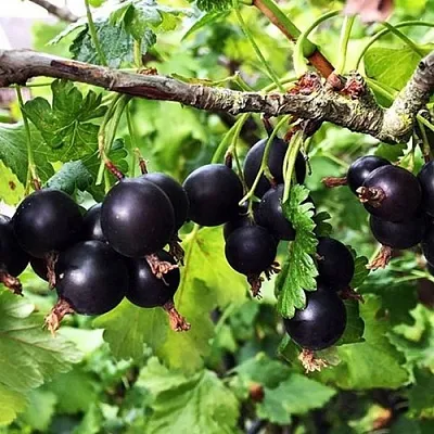 Йошта КРЫМСКАЯ  Йошта КРЫМСКАЯ в Белгороде