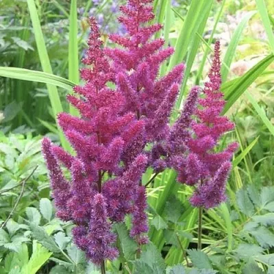 Астильба КАРАОКЕ ПАРТИ китайская  Астильба КАРАОКЕ ПАРТИ китайская в Белгороде