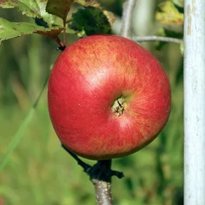 Яблоня ДЫЯМЕНТ  Яблоня ДЫЯМЕНТ в Белгороде