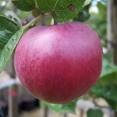 Яблоня НОРИС  Яблоня НОРИС в Белгороде