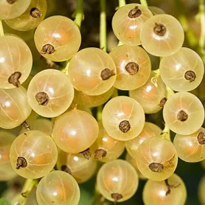 Смородина белая СМОЛЬЯНИНОВСКАЯ  Смородина белая СМОЛЬЯНИНОВСКАЯ в Белгороде