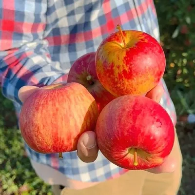 Яблоня КРАСАВИТА  Яблоня КРАСАВИТА в Белгороде