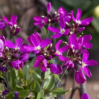 Арабис РОУЗ делайт  Арабис РОУЗ делайт в Белгороде