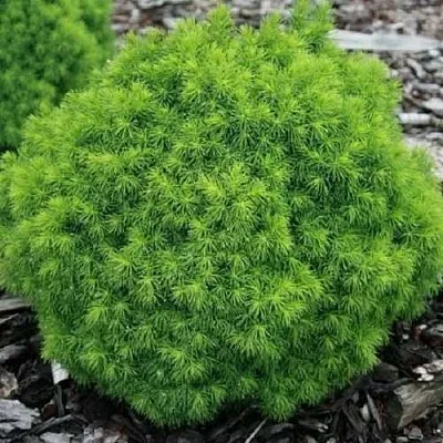 Ель АЛЬБЕРТА ГЛОБ сизая  Ель АЛЬБЕРТА ГЛОБ сизая в Белгороде