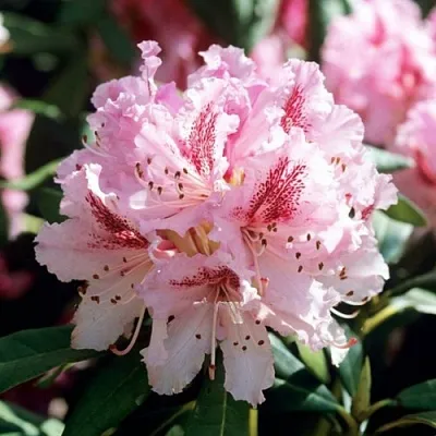 Рододендрон ЧИР  Рододендрон ЧИР в Белгороде