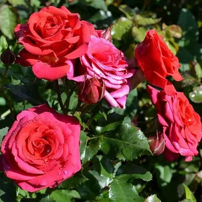 Саженцы роз МИРАБЕЛЬ спрей в Белгороде