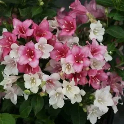 Вейгела КАРНАВАЛ  Вейгела КАРНАВАЛ в Белгороде