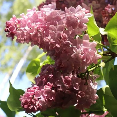 Сирень МЕДОВЫЙ СПАС  Сирень МЕДОВЫЙ СПАС в Белгороде