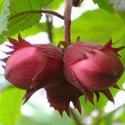 Фундук АЙВЕНГО в Белгороде