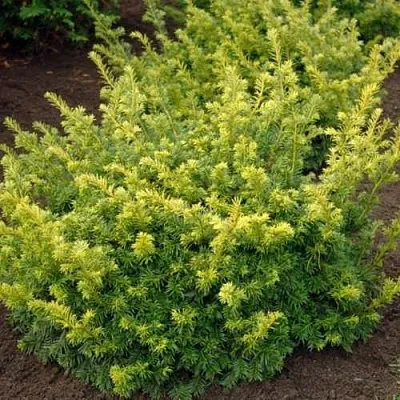 Тис ЭЛЕГАНТИССИМА ягодный  Тис ЭЛЕГАНТИССИМА ягодный в Белгороде