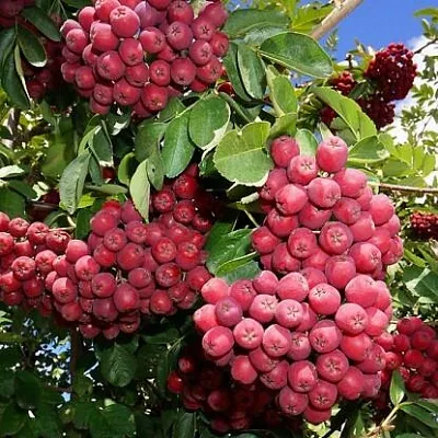 Рябина ГРАНАТНАЯ сладкоплодная  Рябина ГРАНАТНАЯ сладкоплодная в Белгороде