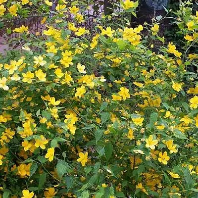 Керрия японская ГОЛДЕН ГИНЕЯ  Керрия японская ГОЛДЕН ГИНЕЯ в Белгороде