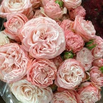 Саженцы роз МАДАМ БОМБАСТИК спрей  Саженцы роз МАДАМ БОМБАСТИК спрей в Белгороде