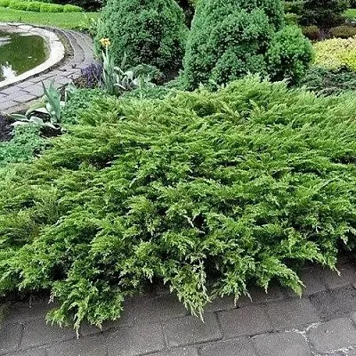 Можжевельник РОКЕРИ ДЖЕМ казацкий в Белгороде