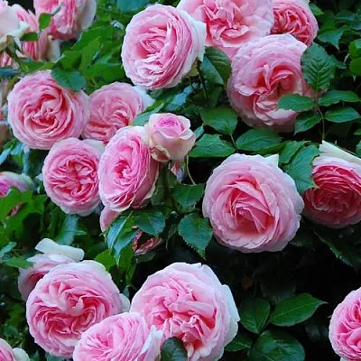 Саженцы роз ПЬЕР ДЕ РОНСАР плетистая  Саженцы роз ПЬЕР ДЕ РОНСАР плетистая в Белгороде