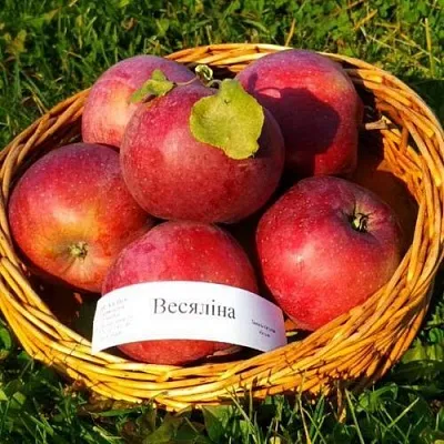 Яблоня ВЕСЯЛИНА  Яблоня ВЕСЯЛИНА в Белгороде