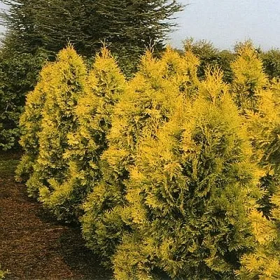 Туя ЕВРОПА ГОЛД западная в Белгороде