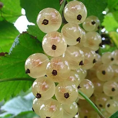 Смородина белая ЮТЕРБОРГСКАЯ  Смородина белая ЮТЕРБОРГСКАЯ в Белгороде