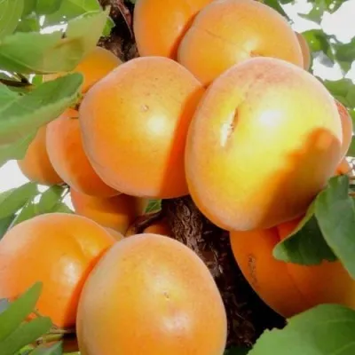 Абрикос ДЕСЕРТНЫЙ — описание сорта Абрикос ДЕСЕРТНЫЙ в Белгороде