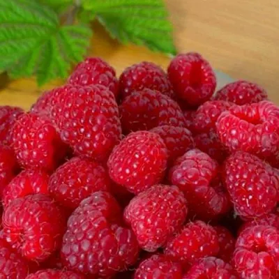 Саженцы малины Джоан джи Саженцы малины Джоан джи