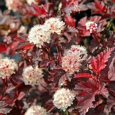 Пузыреплодник ЛЕДИ ИН РЕД  Пузыреплодник ЛЕДИ ИН РЕД в Белгороде