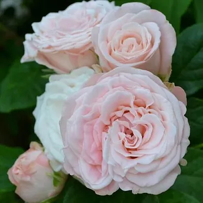 Саженцы роз БОМБАСТИК спрей в Белгороде