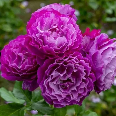 Саженцы роз БЛЮ ЭДЕН  флорибунда в Белгороде