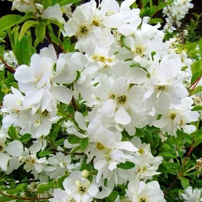 Экзохорда ЗЕ БРАЙД  Экзохорда ЗЕ БРАЙД в Белгороде