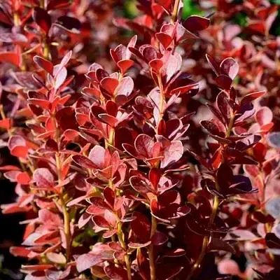 Барбарис ВУЛКАНО тунберга в Белгороде