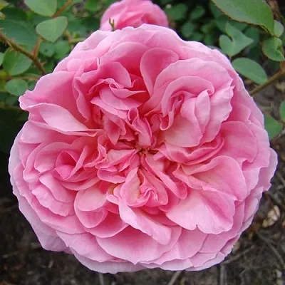 Саженцы роз ХАЙДИ ХОЛЛ английская  Саженцы роз ХАЙДИ ХОЛЛ английская в Белгороде