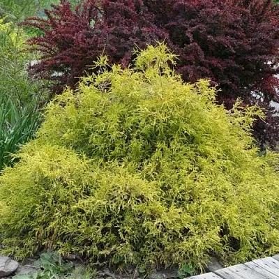 Кипарисовик ГОЛДЕН МОП горохоплодный  Кипарисовик ГОЛДЕН МОП горохоплодный в Белгороде