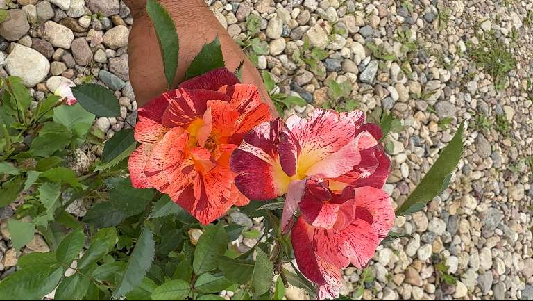 Превью видео