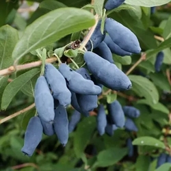 жимолость томи японская.jpg