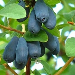 жимолость югана.jpg