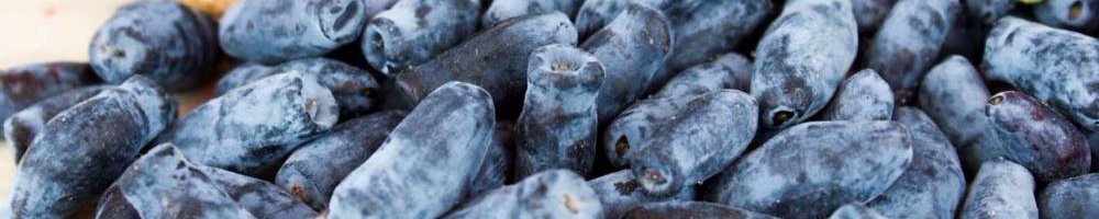 жимолость съедобная ягоды саженцы .jpg