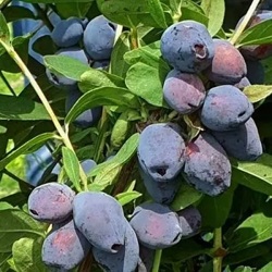 жимолость блю трежэ.jpg