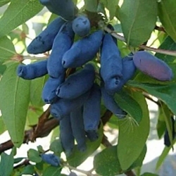 жимолость гордость бакчара.jpg