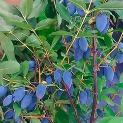 жимолость колин японская.jpg