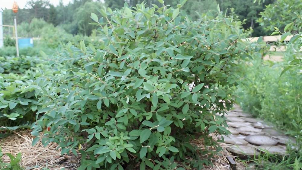 кусты жимолости.jpg