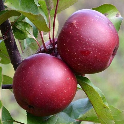 Яблоня красномясая в Белгороде