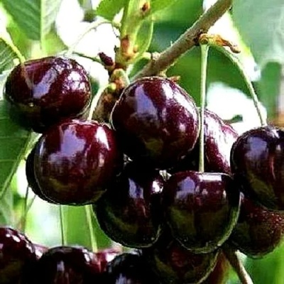 Черешня ДОНЕЦКИЙ УГОЛЁК в Белгороде